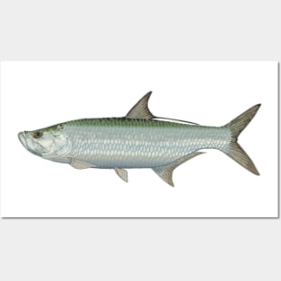 tarpon Posters and Art